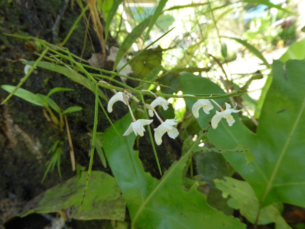 Dendrobium setifolium Ridl. 3