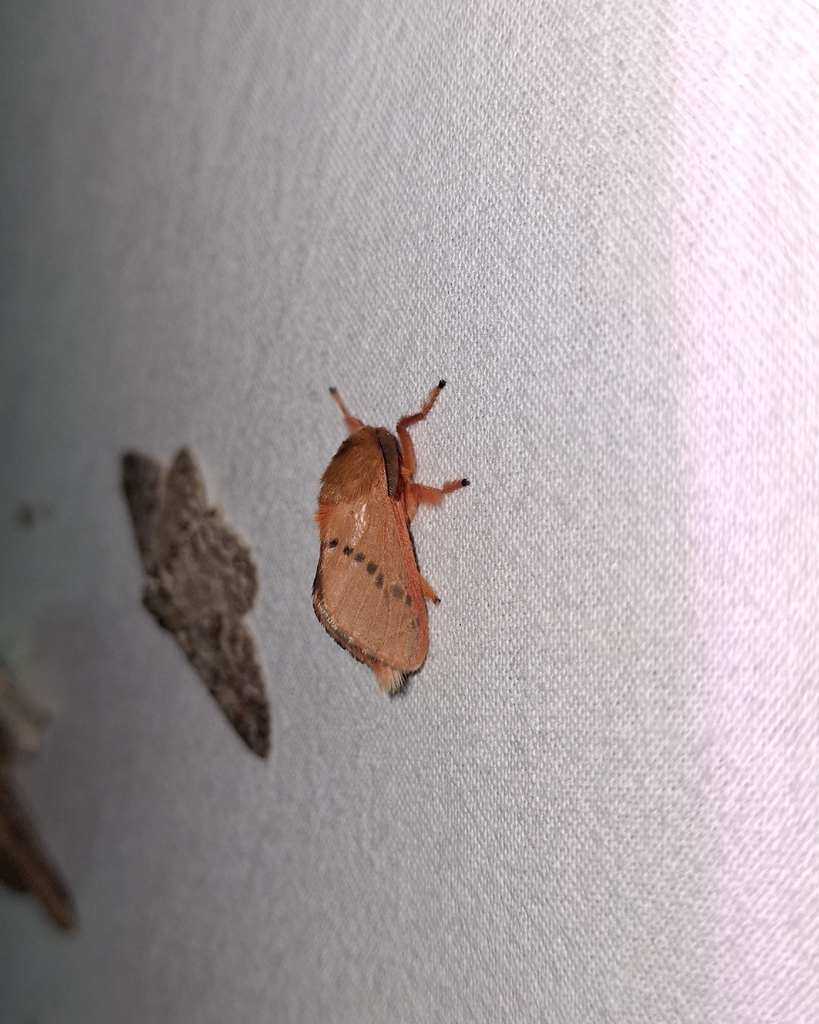 Thoscora rufa