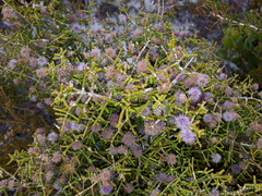 Melaleuca micrantha
