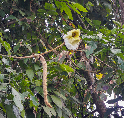 Markhamia stipulata, 2026-01-18