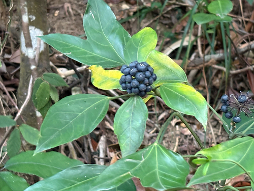 Biformed Tree-ginseng (Dendropanax proteus)