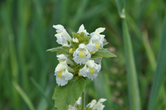 Galeopsis segetum