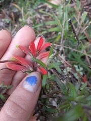 Castilleja quirosii