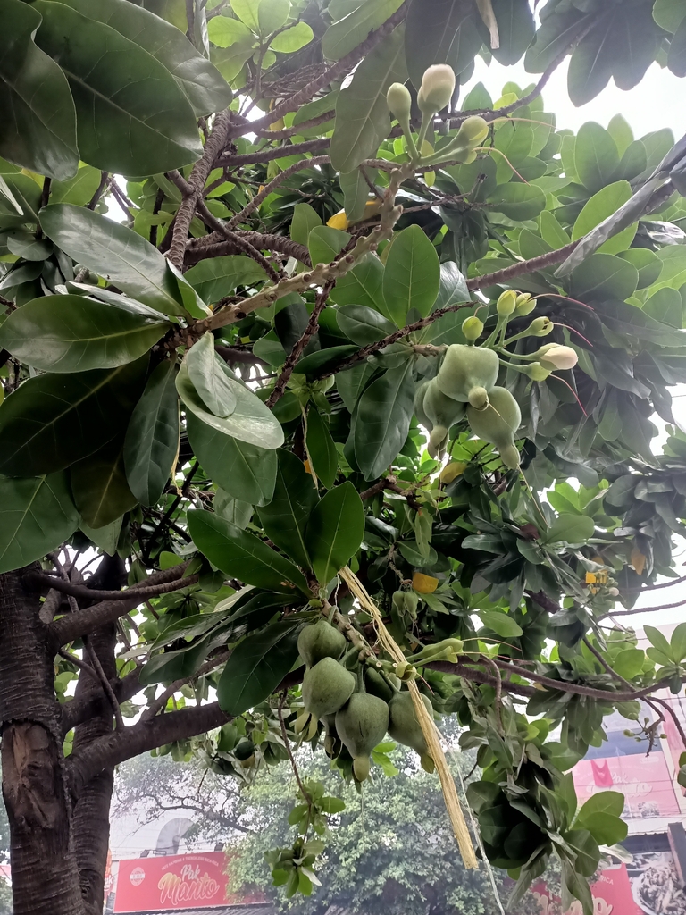 Butun (Barringtonia asiatica)