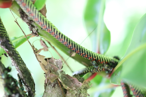 Paradise Flying Snake