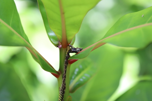 Paradise Flying Snake