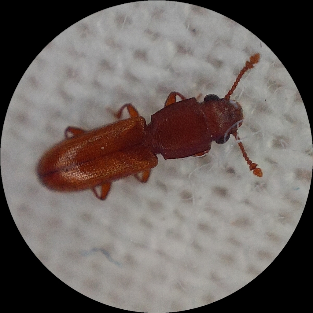 Square-necked Grain Beetle
