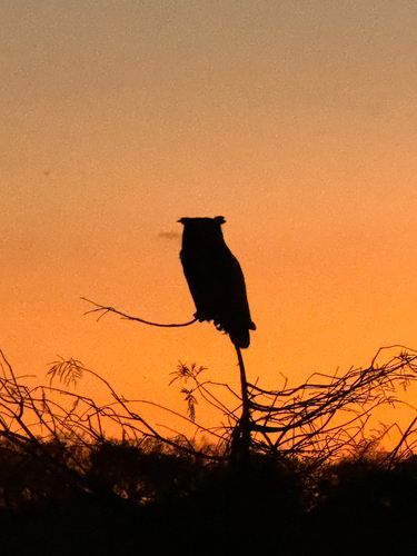 View observation of {o.common_name} on iNaturalist