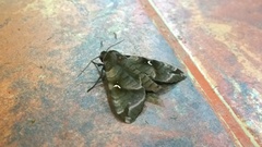 Maassenia heydeni