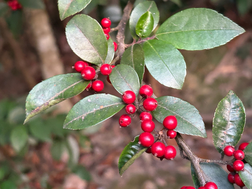 Downy Holly (Ilex pubescens)
