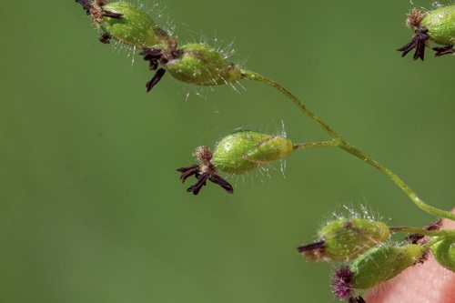 Leiberg's Rosette Grass (Dichanthelium leibergii)