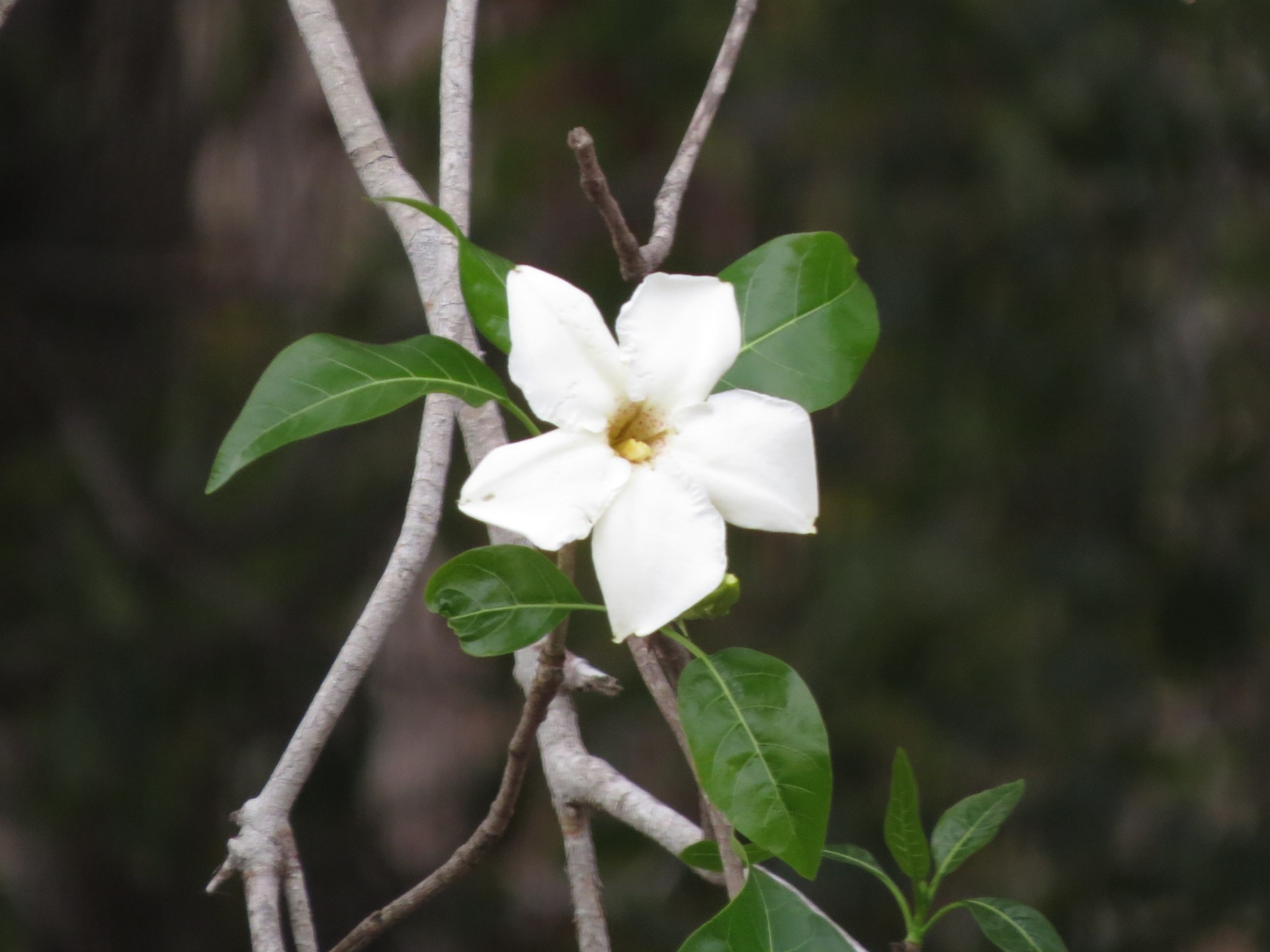 Melanoxerus Suavissimus (Melanoxerus suavissimus)