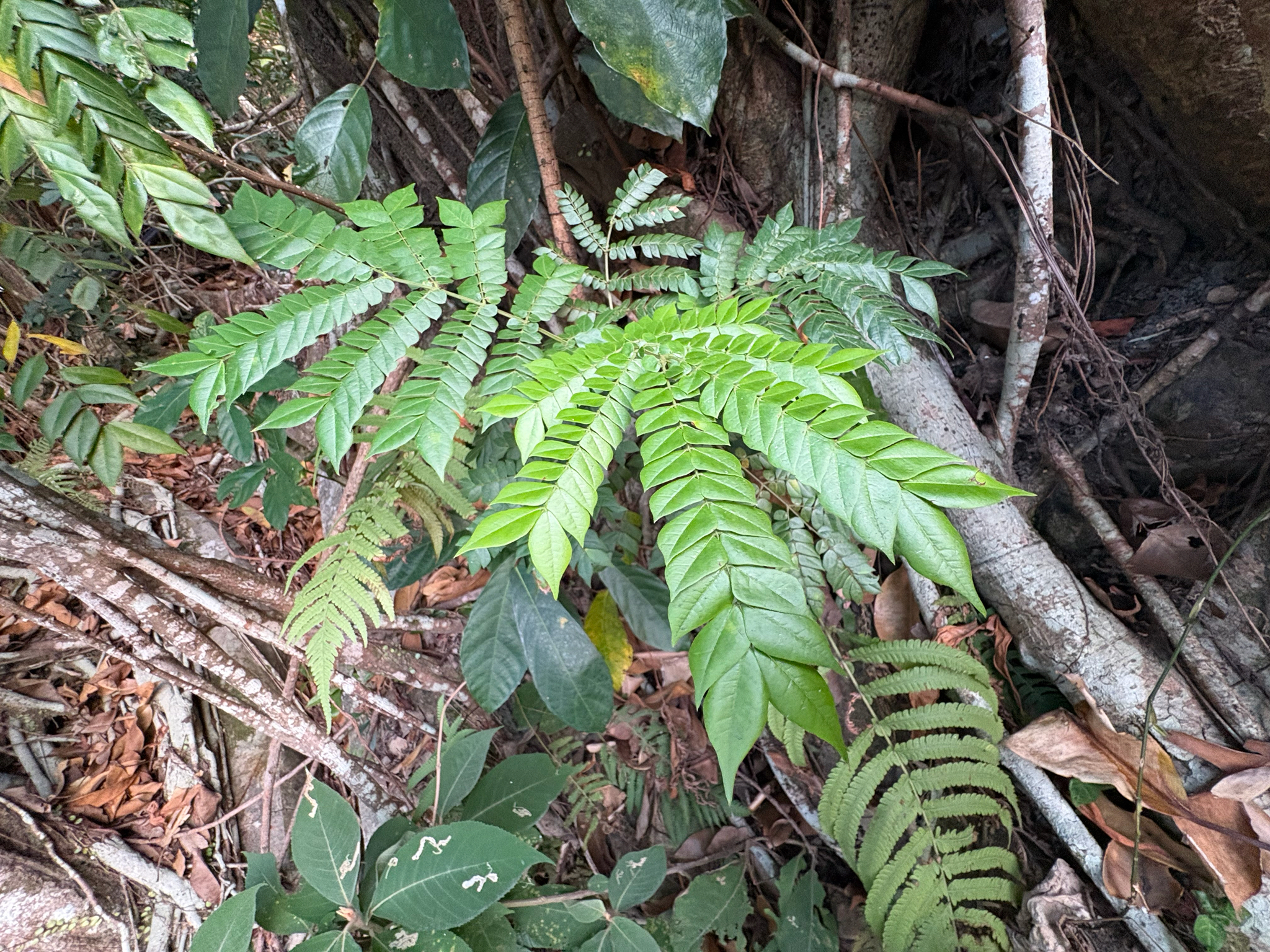 Archidendron clypearia