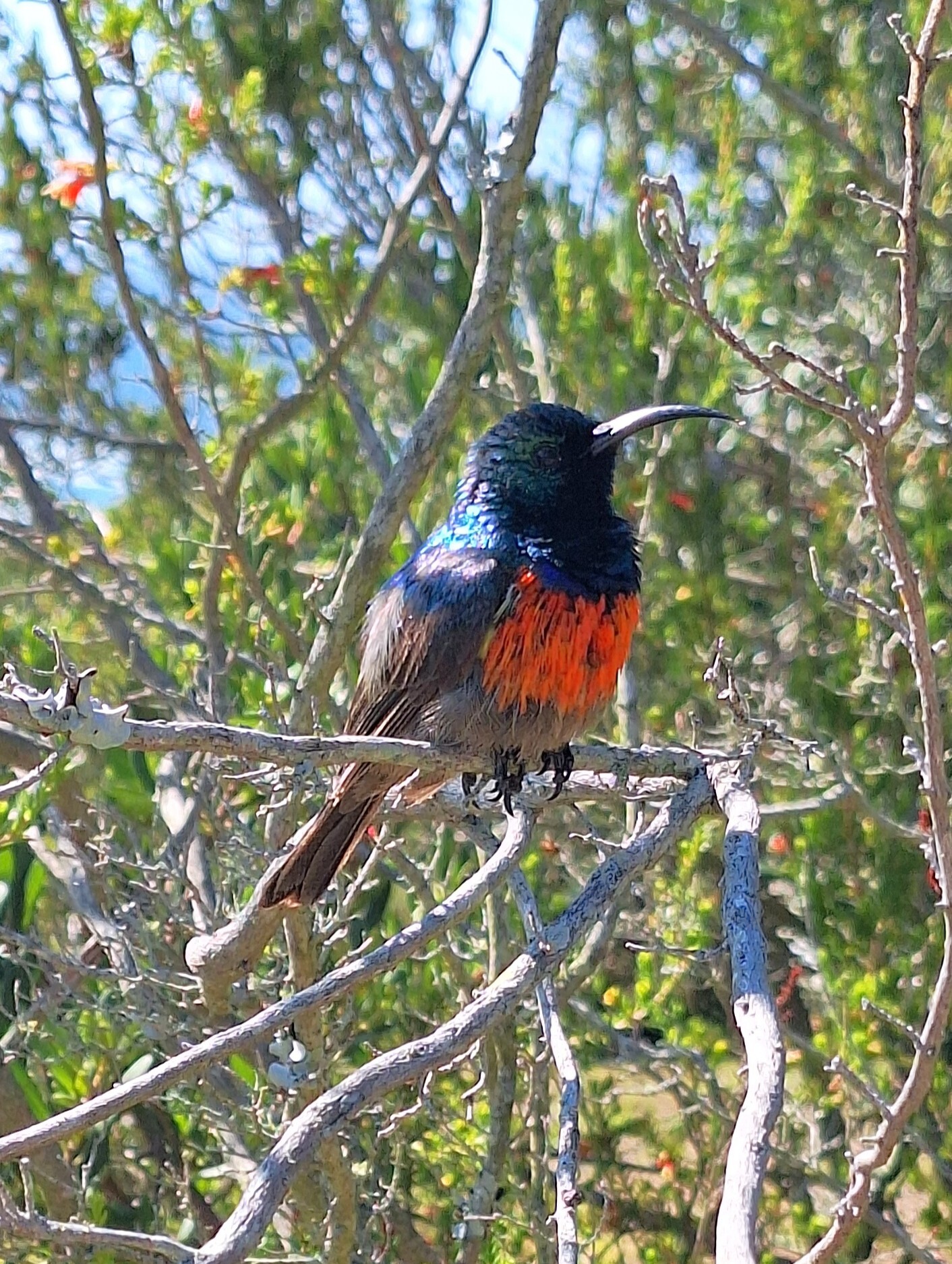 Greater Double-collared Sunbird (Cinnyris afer), photo 6