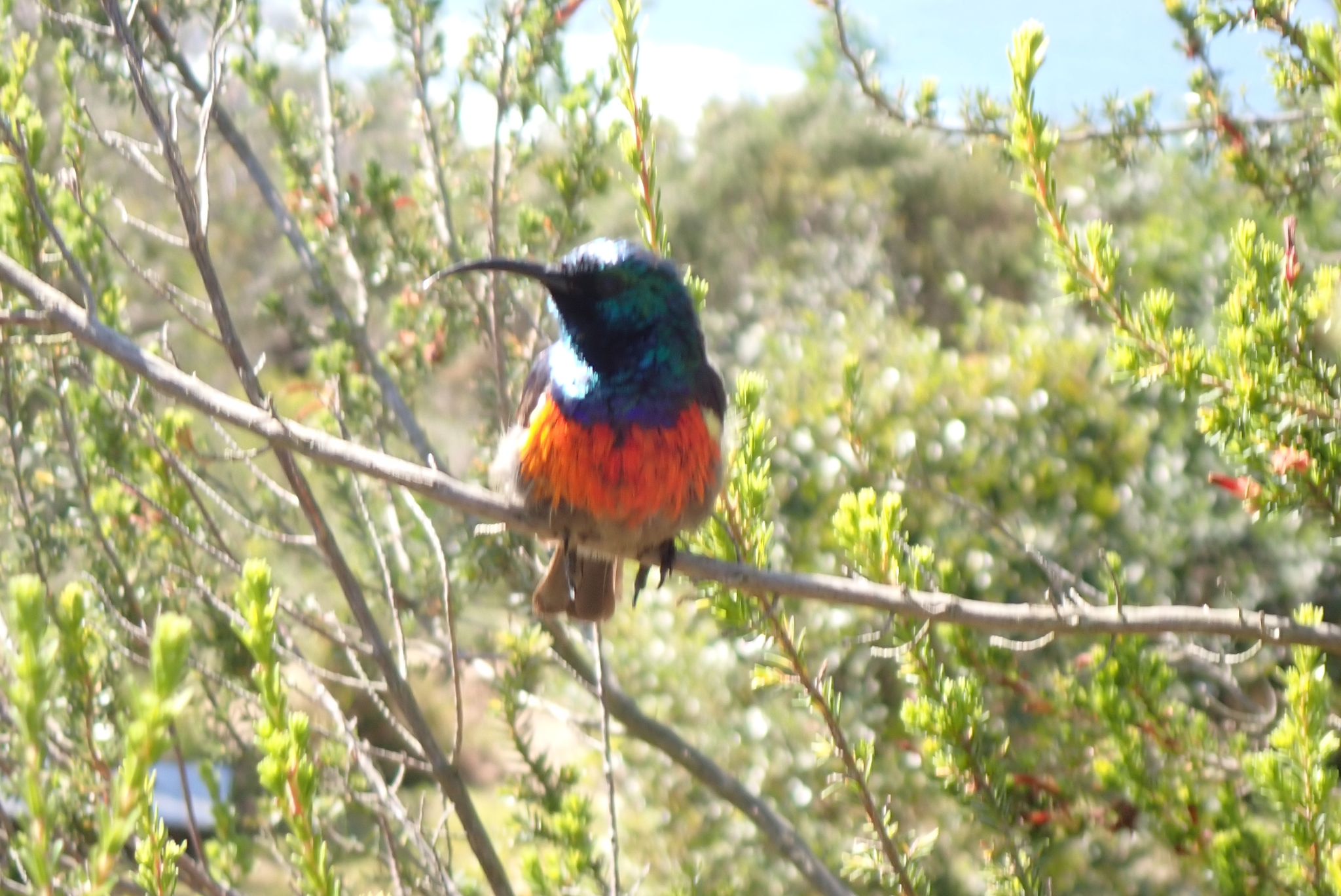 Greater Double-collared Sunbird (Cinnyris afer), photo 7