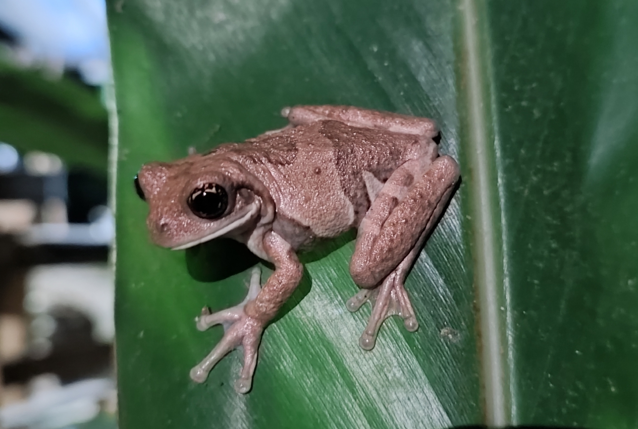 Chocoan Milk Frog photo 2