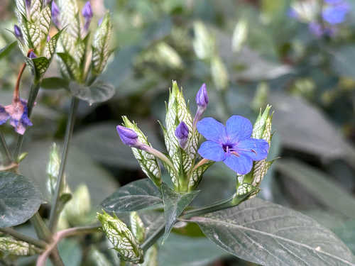 Blue-Sage (Eranthemum pulchellum)
