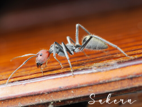 (c) Sakern | 永隔一江水, some rights reserved (CC BY-NC), uploaded by Sakern | 永隔一江水