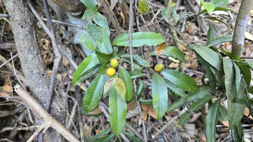 Calophyllum membranaceum observed 2026-01-18