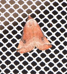 Mataeomera coccophaga