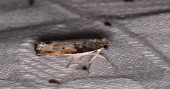 Xylorycta melaleucae