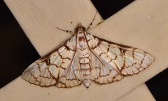 Aphytoceros lucusalis