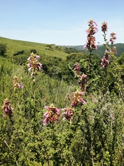Syncolostemon densiflorus