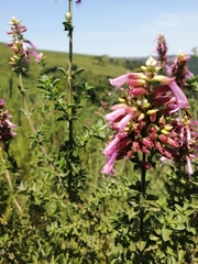 Syncolostemon densiflorus