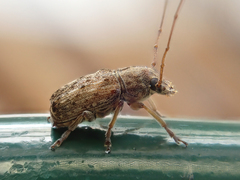 Lawsonia variabilis