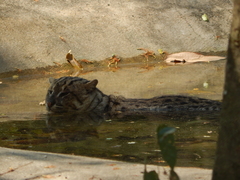 Prionailurus viverrinus