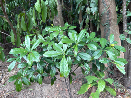 Pittosporum glabratum, 2026-01-18
