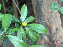Pittosporum glabratum, photograph (c) 黃美滿, some rights reserved (CC BY)