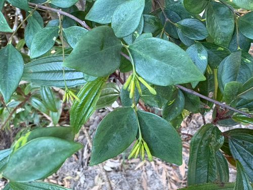 Wikstroemia nutans, photograph 3