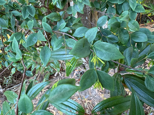 Wikstroemia nutans, photograph 6