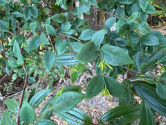 Wikstroemia nutans, photograph (c) 黃美滿, some rights reserved (CC BY)