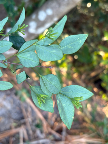 Wikstroemia nutans, photograph 4