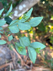 Wikstroemia nutans, photograph (c) 黃美滿, some rights reserved (CC BY)