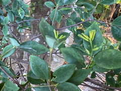 Wikstroemia nutans, photograph (c) 黃美滿, some rights reserved (CC BY)