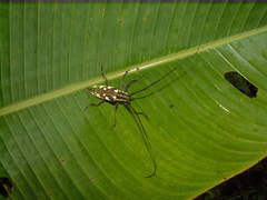 Neoptychodes cretatus