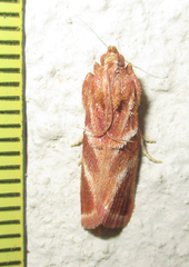 Trachypteryx rhodoxantha