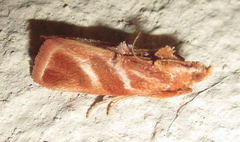 Trachypteryx rhodoxantha