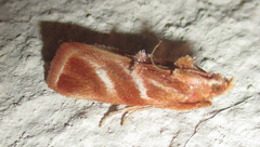 Trachypteryx rhodoxantha
