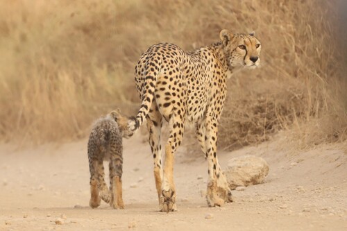 Guepardo (Acinonyx jubatus)