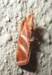 Trachypteryx rhodoxantha