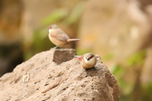 Crimson-rumped Waxbill (Estrilda rhodopyga), photo 3