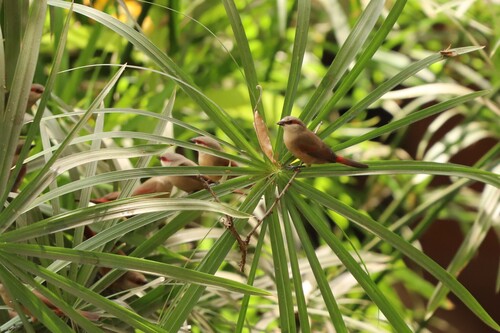 Crimson-rumped Waxbill (Estrilda rhodopyga), photo 4