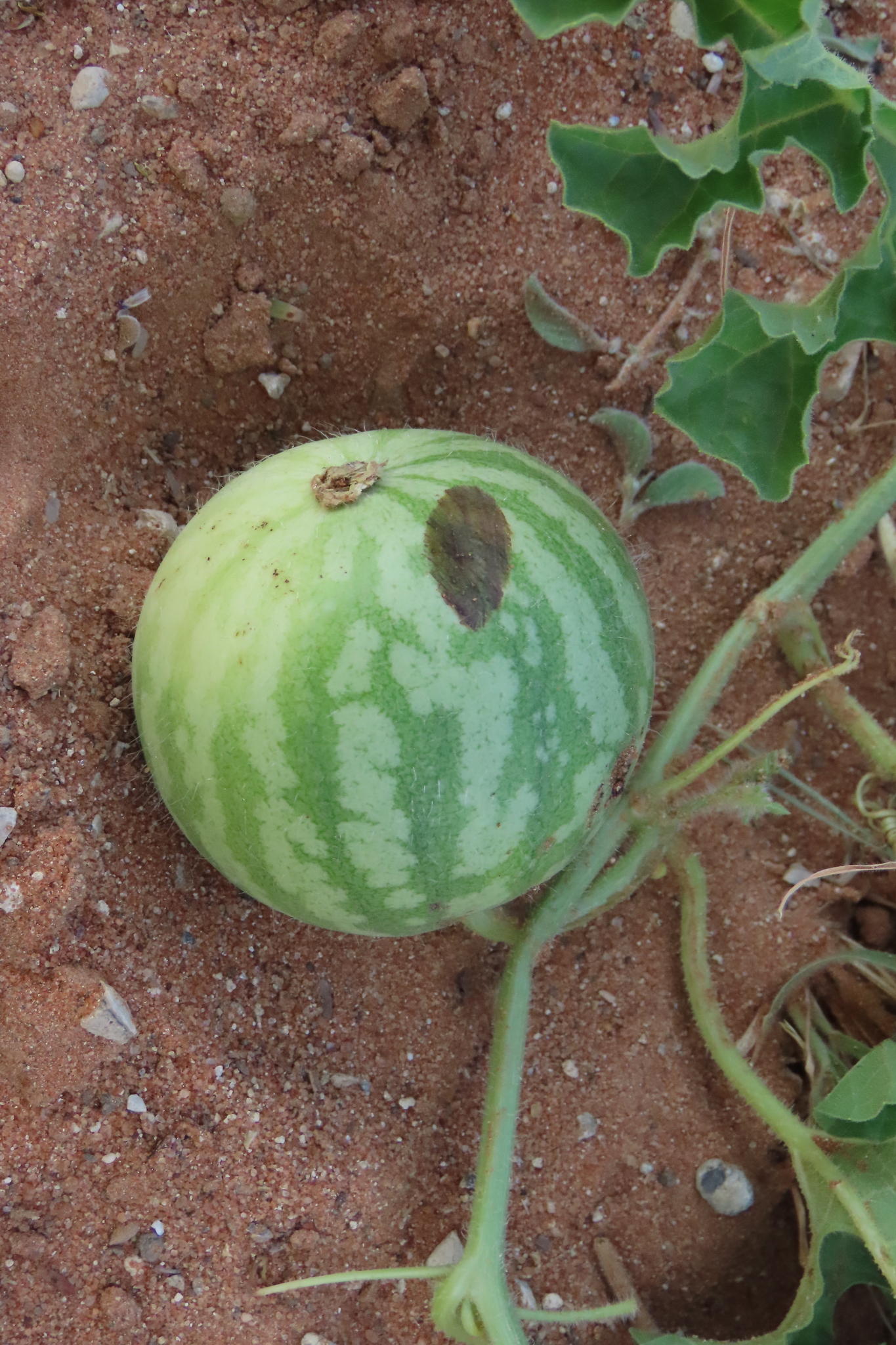 Imagem de Melancia