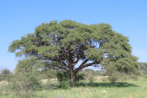 Camel Thorn