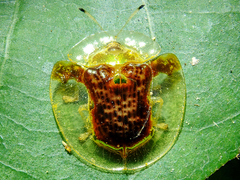 Aspidimorpha dorsata