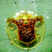 Aspidimorpha dorsata - Photo (c) Peter Danter,  זכויות יוצרים חלקיות (CC BY-ND), הועלה על ידי Peter Danter